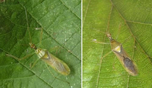 Réf. 306 652 : Zelus renardii